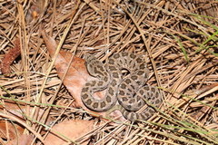 Crotalus armstrongi