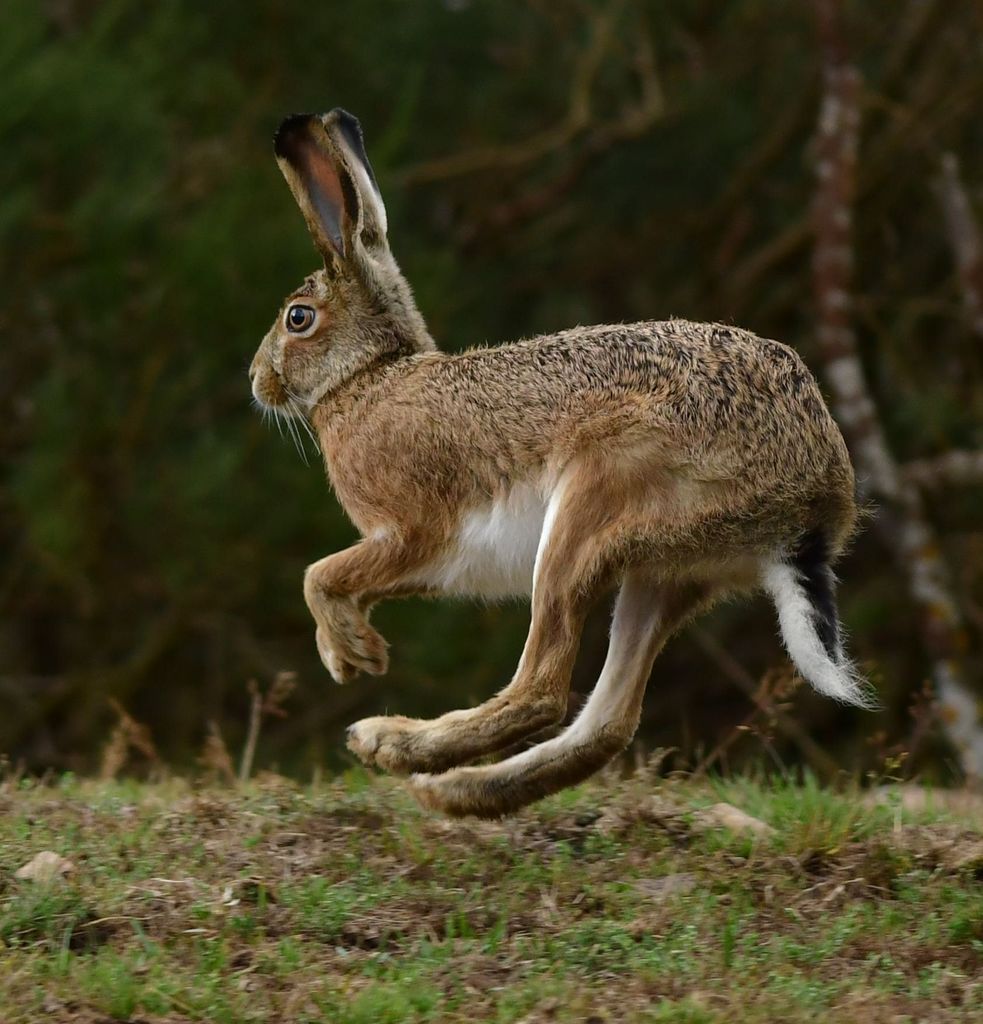 Broom Hare