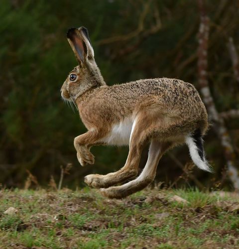 Broom Hare