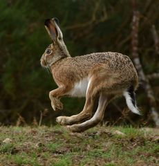 Broom Hare photo 1