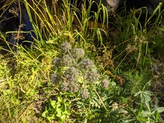 Angelica capitellata