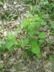 Aristolochia lutea