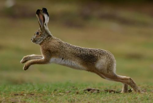 Broom Hare, photo 7 of 7