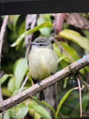 Phyllomyias fasciatus