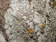Lecanora argentata