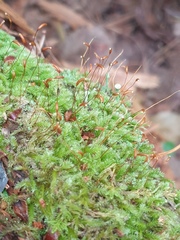 Herzogiella seligeri