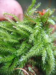 Herzogiella seligeri