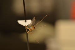 Dactylomyia lateralis