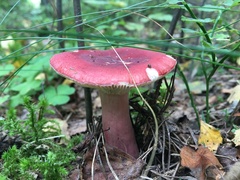 Russula rhodopus