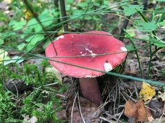 Russula rhodopus