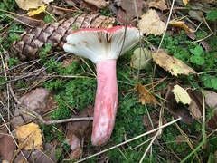 Russula rhodopus