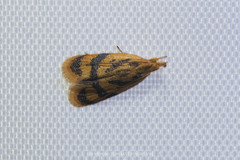 Periacma isanensis