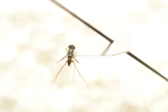 Dactylomyia lateralis