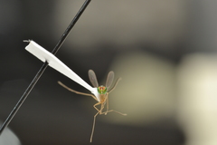 Dactylomyia lateralis