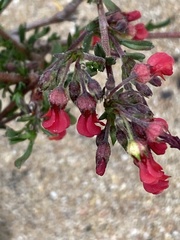 Hermannia joubertiana