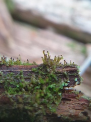 Crossocalyx hellerianus