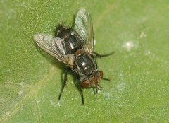 Pseudogonia