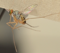 Dactylomyia lateralis