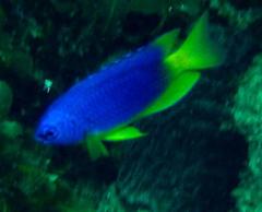 Pomacentrus caeruleus