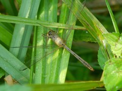 Sympetrum meridionale