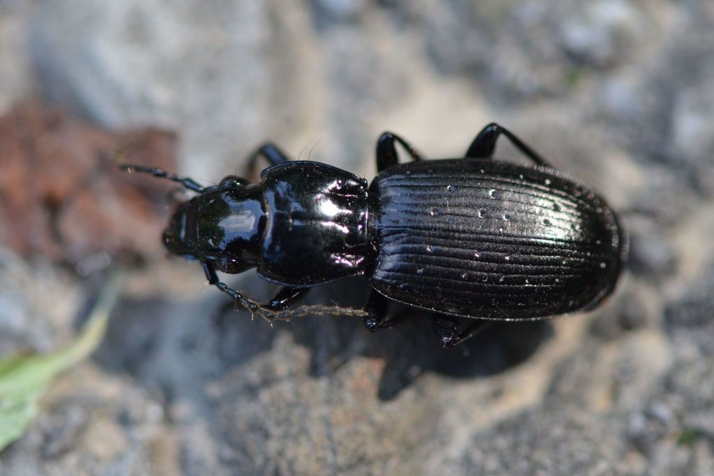 Pterostichus selmanni