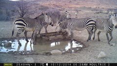 Equus zebra hartmannae