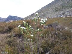 Lachnaea filamentosa
