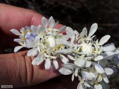 Lachnaea filamentosa