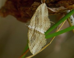 Costaconvexa polygrammata