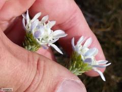 Lachnaea filamentosa