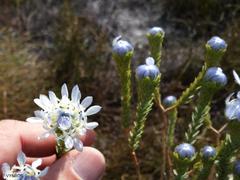 Lachnaea filamentosa