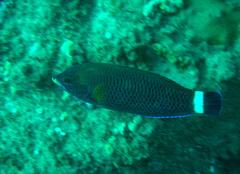 Pseudodax moluccanus