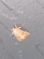 Lacinipolia stricta