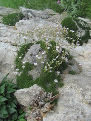 Gypsophila tenuifolia