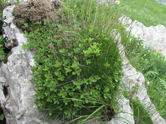 Gypsophila tenuifolia