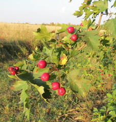 Crataegus ambigua