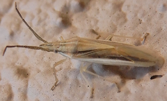 Mecidea minor