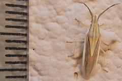 Mecidea minor
