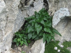 Campanula ossetica