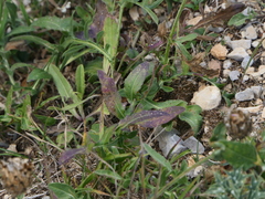 Centaurea scabiosa cephalariifolia