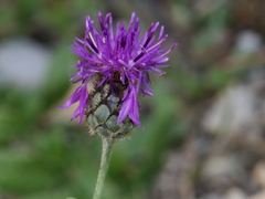 Centaurea scabiosa cephalariifolia