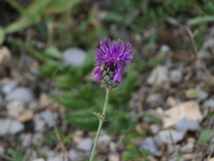 Centaurea scabiosa cephalariifolia