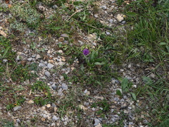 Centaurea scabiosa cephalariifolia
