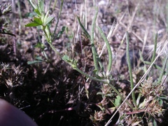 Medicago polyceratia