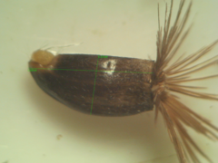 Centaurea scabiosa cephalariifolia