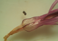 Centaurea scabiosa cephalariifolia