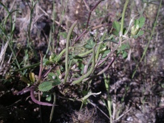 Medicago polyceratia