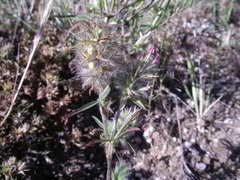 Trifolium angustifolium