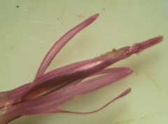 Centaurea scabiosa cephalariifolia