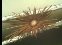 Centaurea scabiosa cephalariifolia